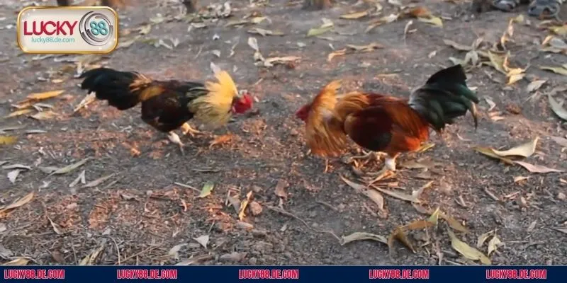 Đá Gà Tre - Đỉnh Cao Giải Trí, Nổ Thưởng Lớn Cùng Lucky88