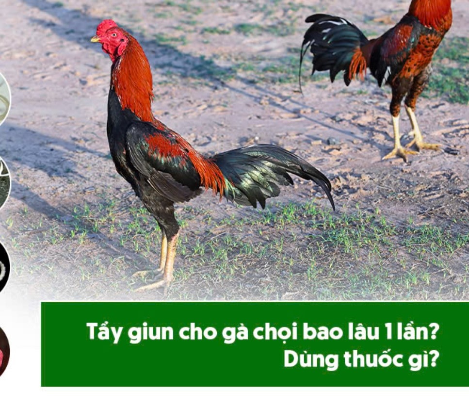 Cách Tập Luyện Cho Gà Chọi Bài Bản Theo Đúng Kỹ Thuật Số 1