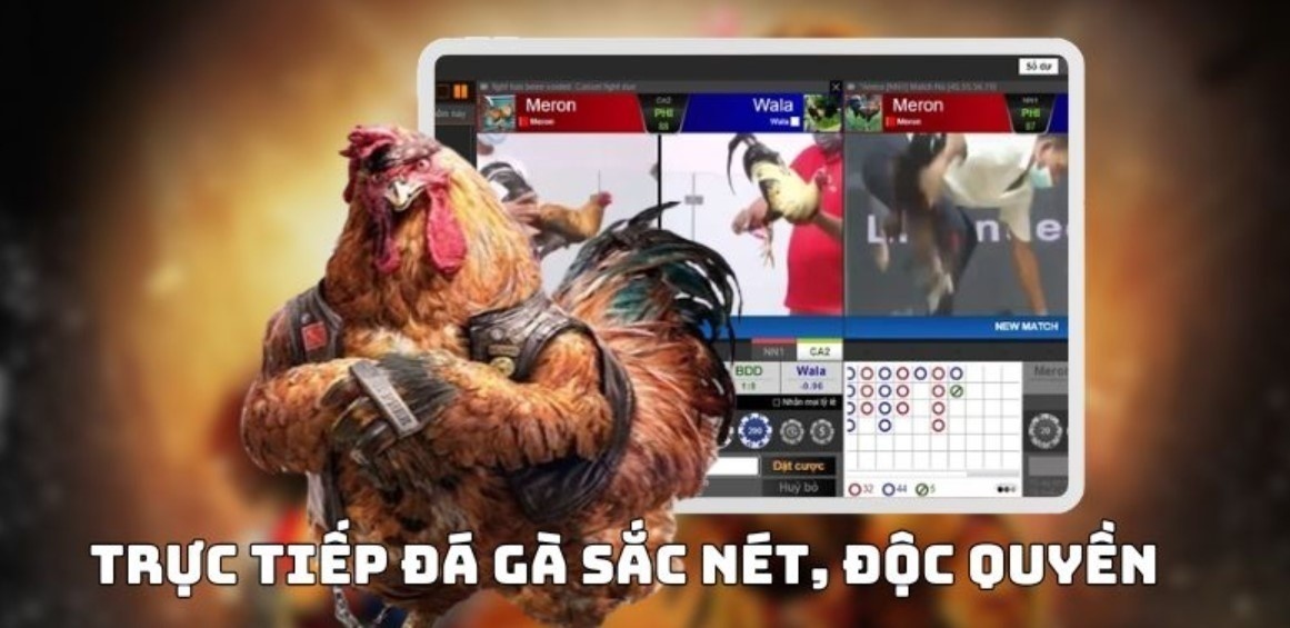 Đá Gà Thomo - Tìm Hiểu Hình Thức Đấu Nổi Bật Tại Nhà Cái Số 1