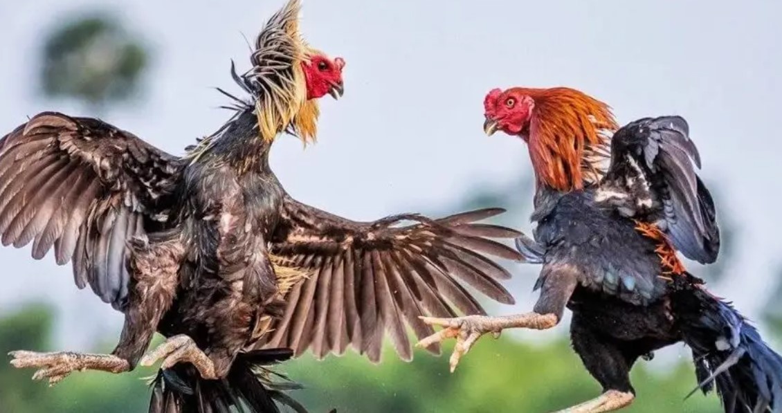 Thế Đá Gà Là Gì - Tìm Hiểu Chi Tiết Từ A Đến Z Cùng AW8